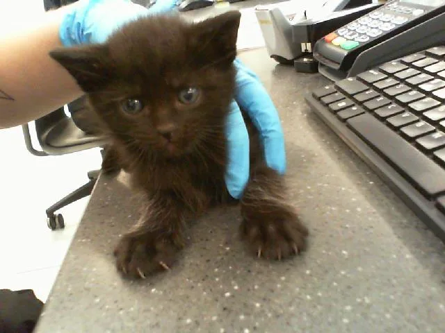 A baby small-sized male Domestic Long Hair cat named Moose for adoption in Charlotte, NC
