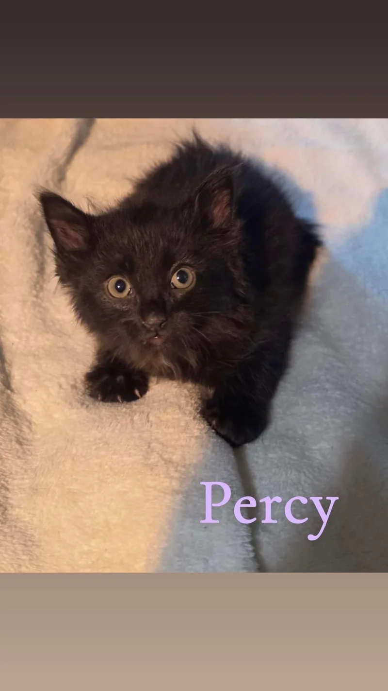 A baby medium-sized male Black Domestic Medium Hair cat named Percy for adoption in Medinah, IL