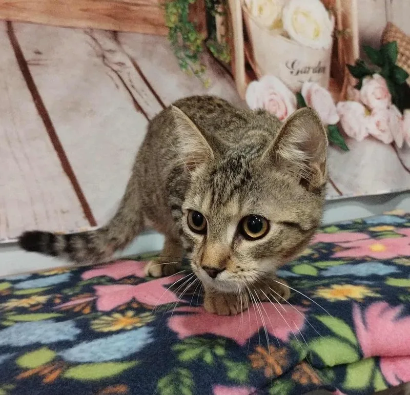 A baby small-sized male Brown / Chocolate Domestic Short Hair cat named Rikki Tikki Tavi for adoption in WARNER ROBINS, GA