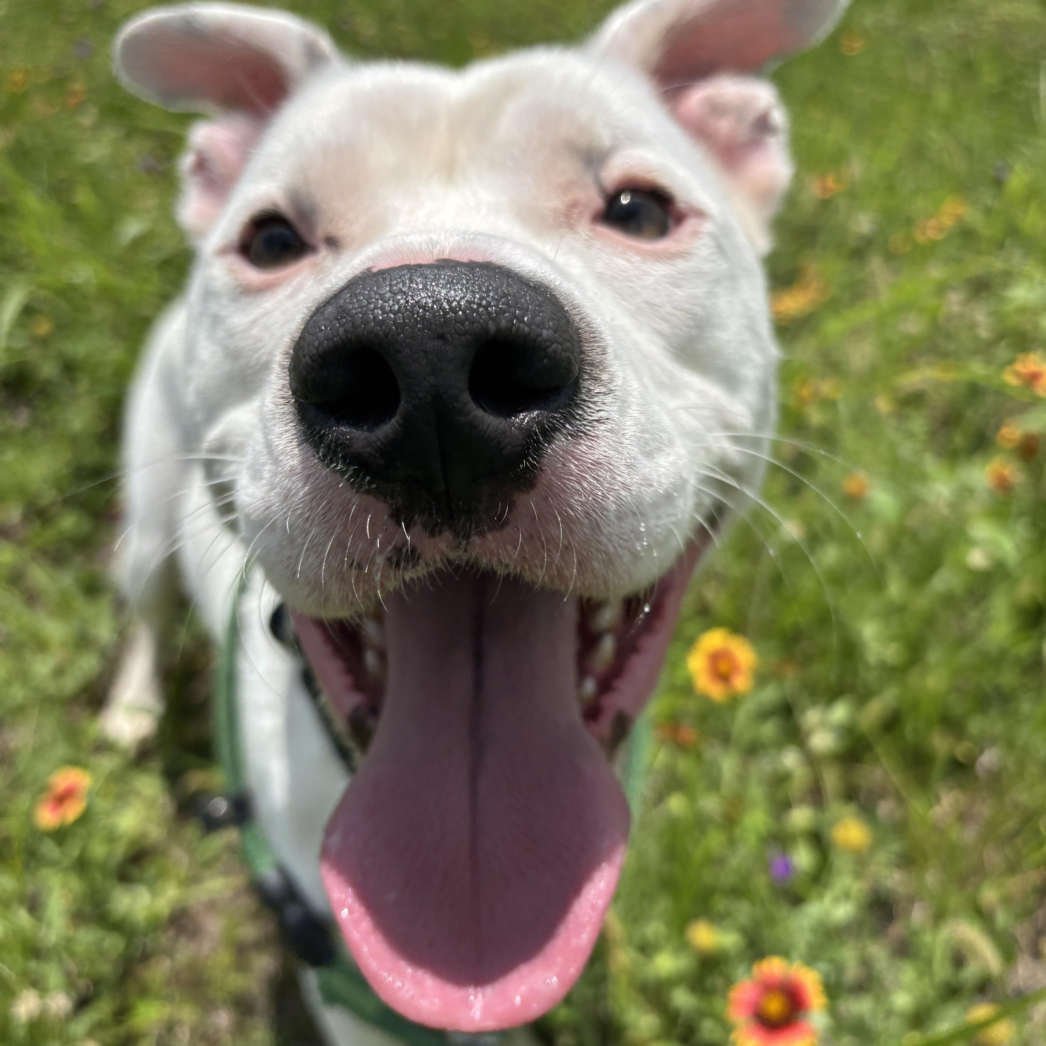 A young medium-sized male White / Cream American Staffordshire Terrier dog named Buzz for adoption in Pearland, TX