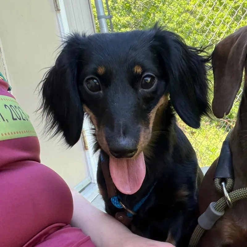 A young small-sized female Black Dachshund (Miniature Long Haired) dog named Samantha for adoption in Bedford, NH