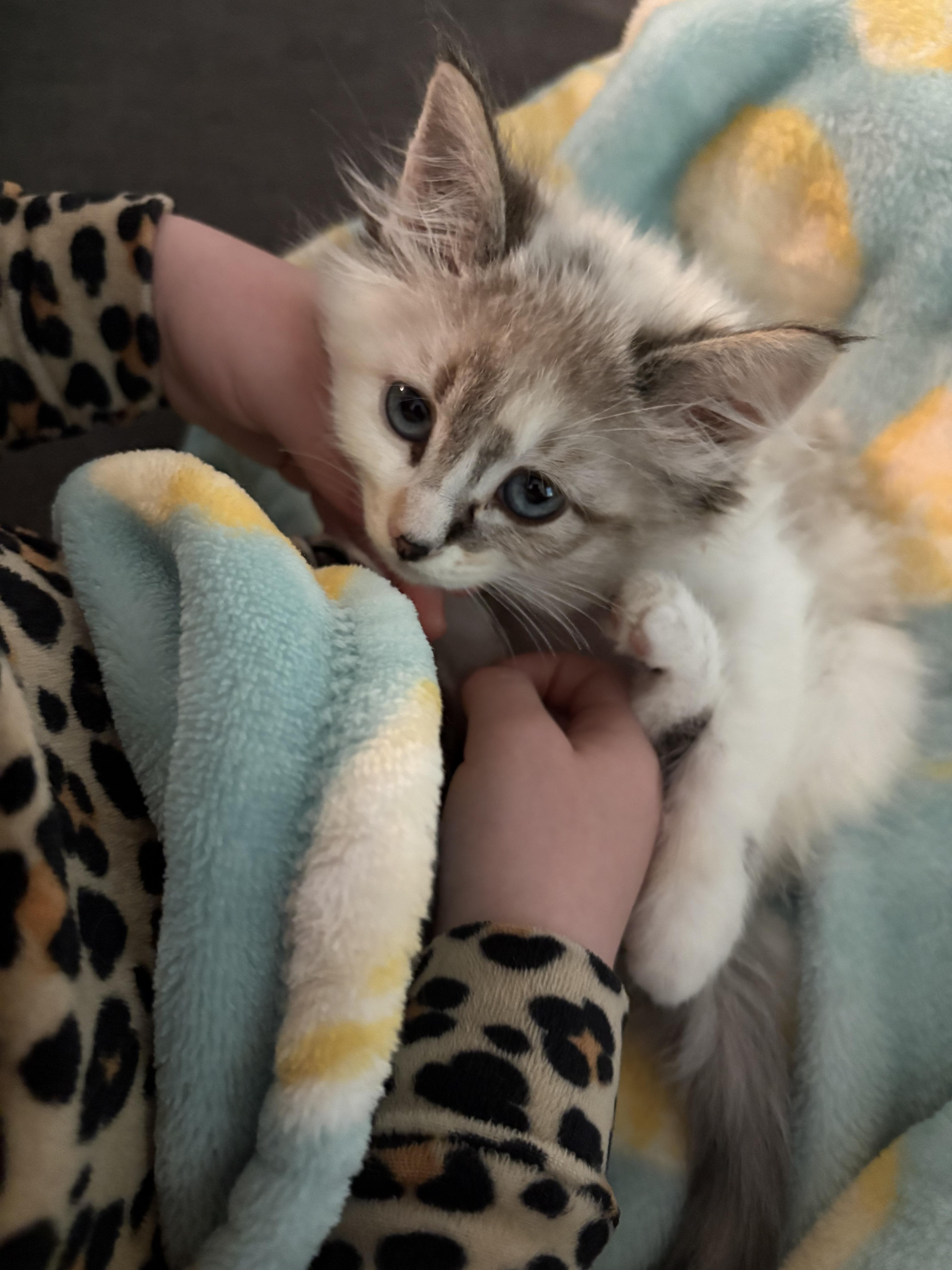 A baby medium-sized female Tabby (Gray / Blue / Silver) Domestic Medium Hair cat named Bounce for adoption in Fruit Heights, UT