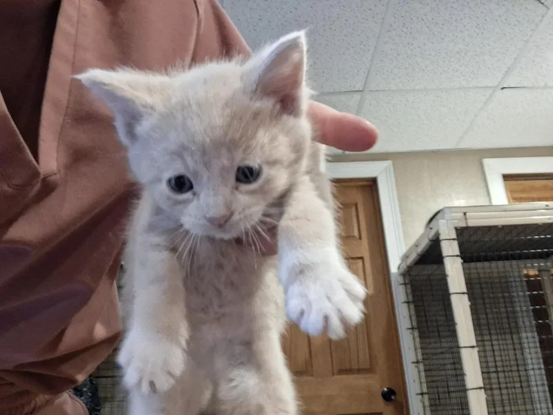A baby small-sized male Domestic Short Hair cat named Pastrami G. for adoption in Peoria, IL