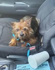 A senior small-sized male Mixed Breed dog named Ansel for adoption in Chamblee, GA