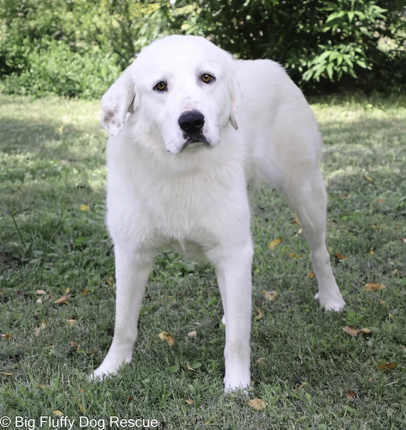 A young large-sized male Great Pyrenees dog named Merritt for adoption in Nashville, TN