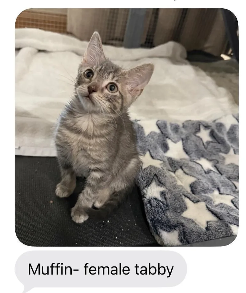 A baby medium-sized female Domestic Short Hair cat named Muffin for adoption in Mustang, OK