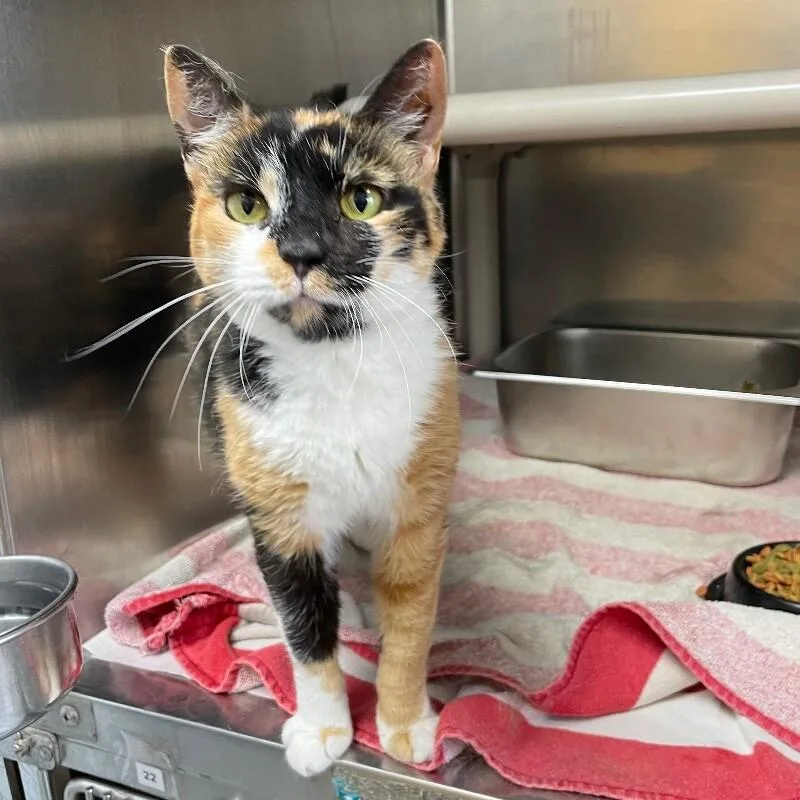 A senior medium-sized female Domestic Short Hair cat named Faith for adoption in Roanoke, VA