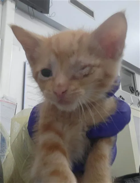 A baby medium-sized male Domestic Long Hair cat named Grapefruit for adoption in Dallas, TX