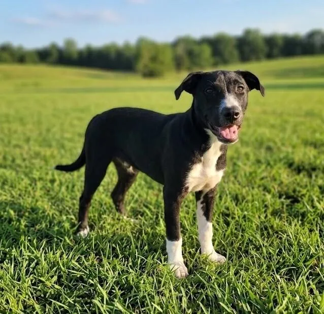 An adult medium-sized male Labrador Retriever dog named Bluey for adoption in Monroe, LA