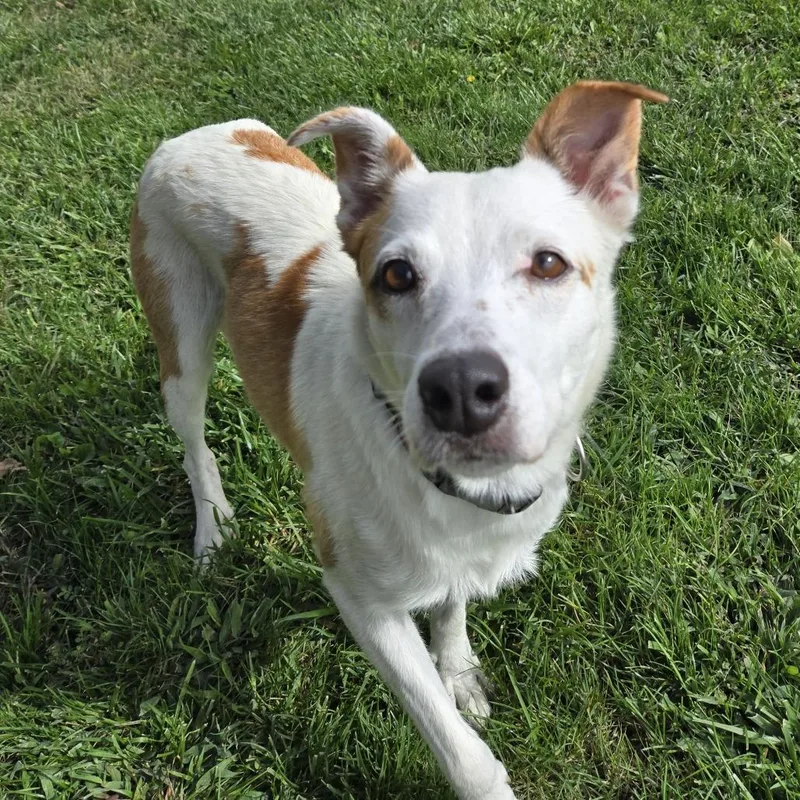An adult medium-sized female White / Cream Cattle Dog dog named Waffle for adoption in Albuquerque, NM