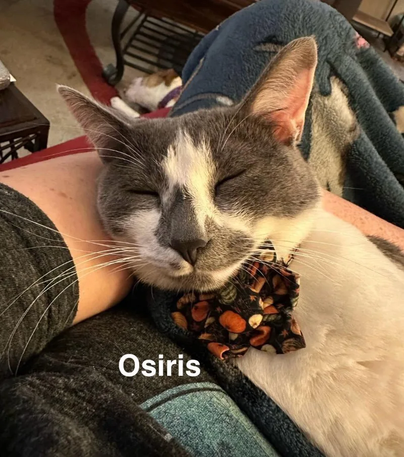 A senior medium-sized male Domestic Short Hair cat named Osiris for adoption in Spring, TX