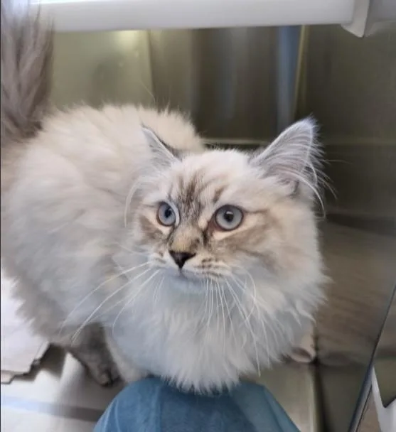 A young large-sized female Domestic Long Hair cat named Ophelia for adoption in Brighton, CO