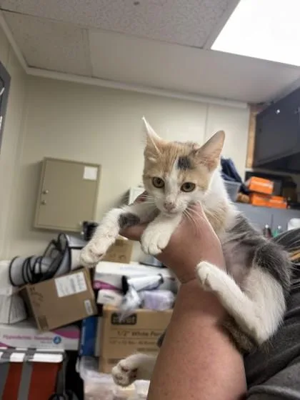 A young small-sized female Domestic Short Hair cat named Delilah for adoption in Conway, AR