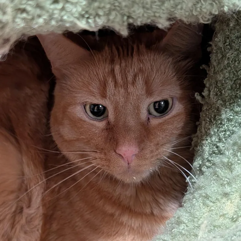 An adult small-sized male Orange / Red Domestic Short Hair cat named Louie for adoption in Roselle, IL