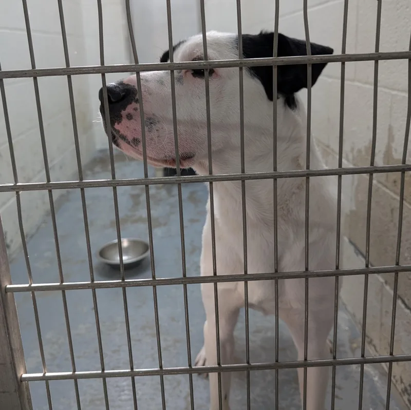 Chester thumbnail 2