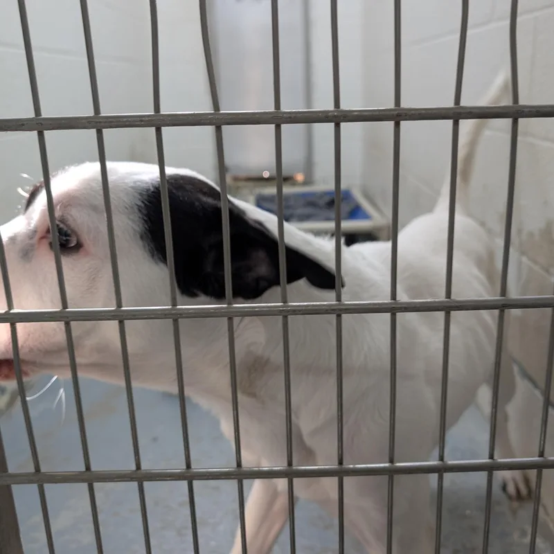 Chester thumbnail 4