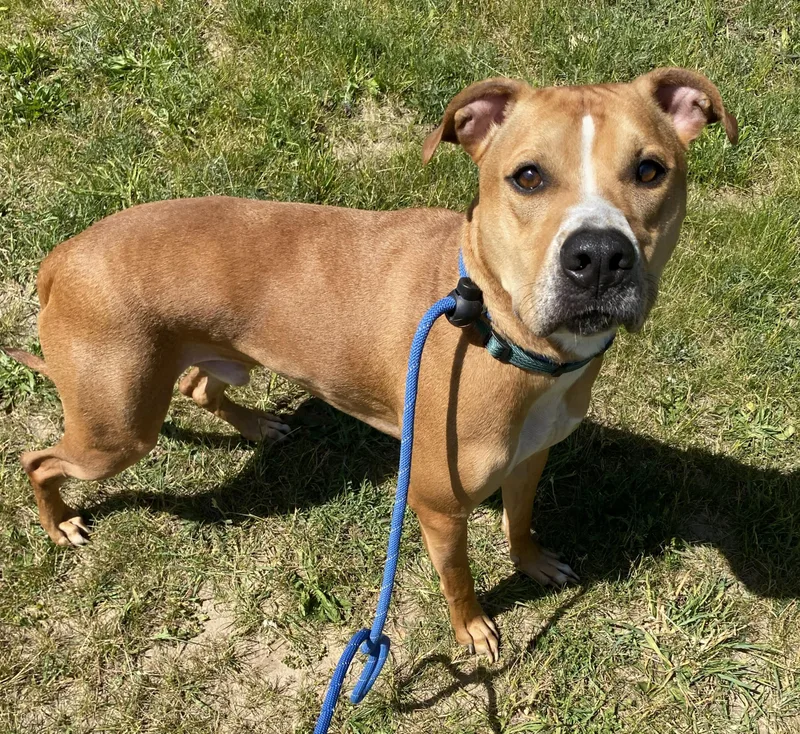 An adult medium-sized male Red / Chestnut / Orange American Bulldog dog named Cody for adoption in Allegan, MI