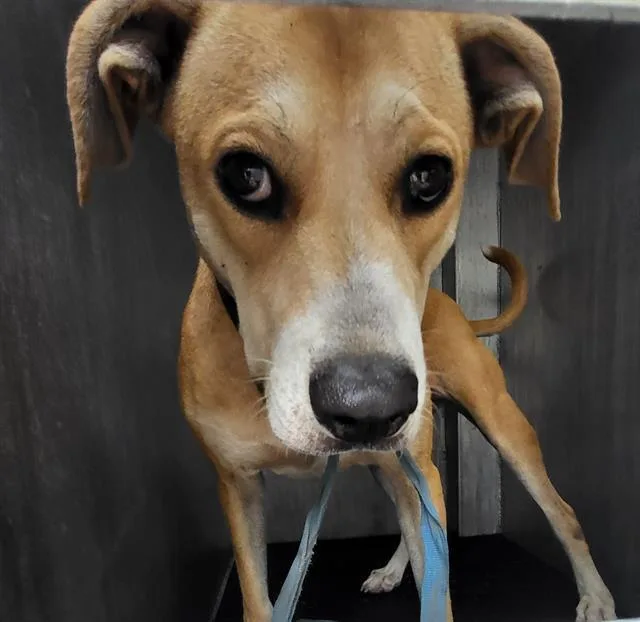 An adult small-sized female Labrador Retriever dog named Coco for adoption in San Antonio, TX