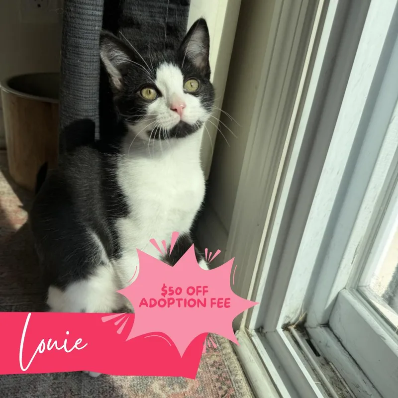 Louie thumbnail 3
