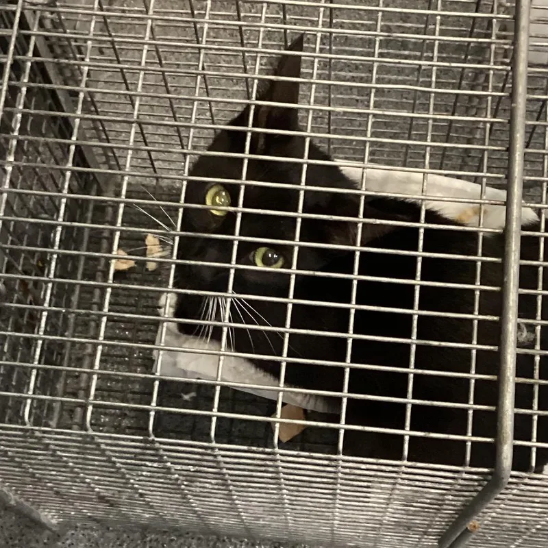 Feral