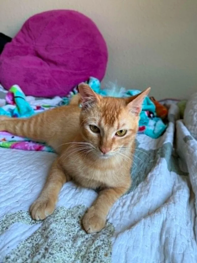 A young medium-sized male Tabby cat named Tiede for adoption in College Station, TX