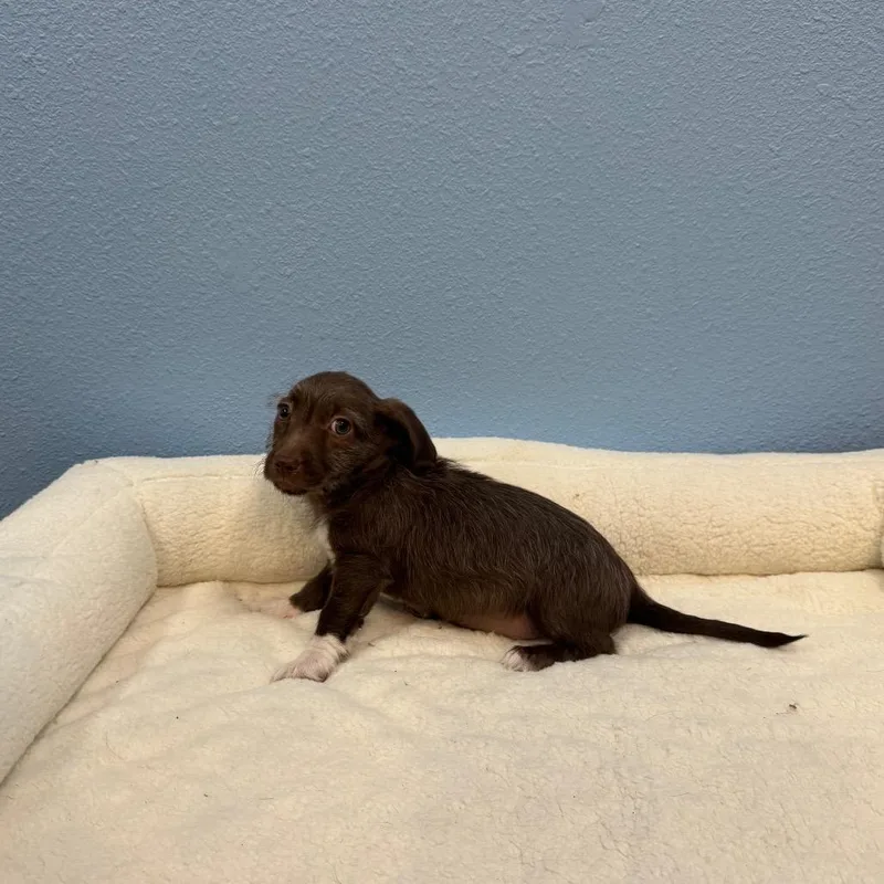 A baby small-sized male Brown / Chocolate Terrier dog named Skipper for adoption in Fresno, CA