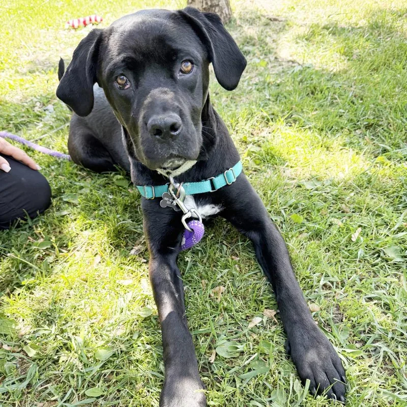 A young medium-sized female Black Mixed Breed dog named Jolene for adoption in Oshkosh, WI