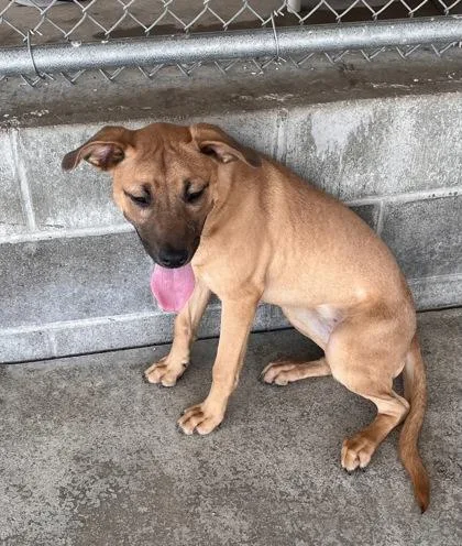 A young medium-sized female Mixed Breed dog named Dove for adoption in Columbus, IN