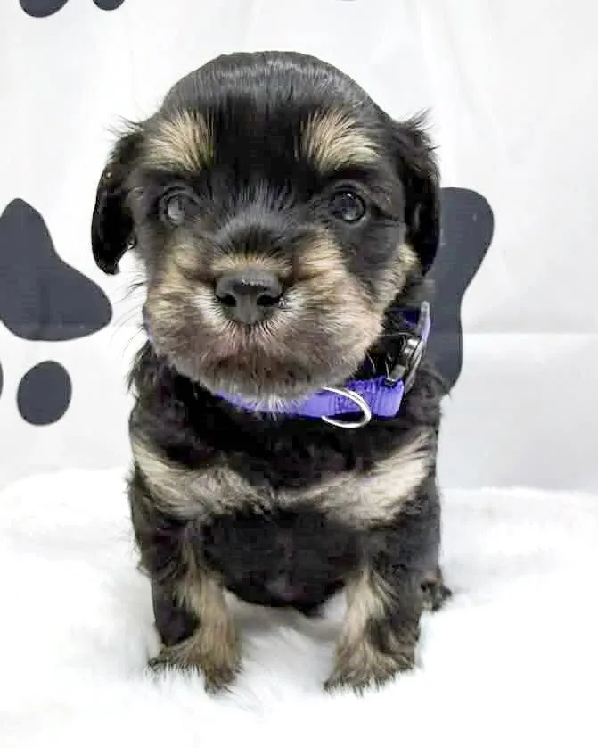 A baby small-sized female Maltese dog named Havana for adoption in Corona, CA