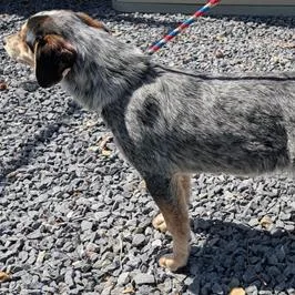 A baby medium-sized female Gray / Blue / Silver Australian Cattle Dog / Blue Heeler dog named Bluey for adoption in Falls Church, VA