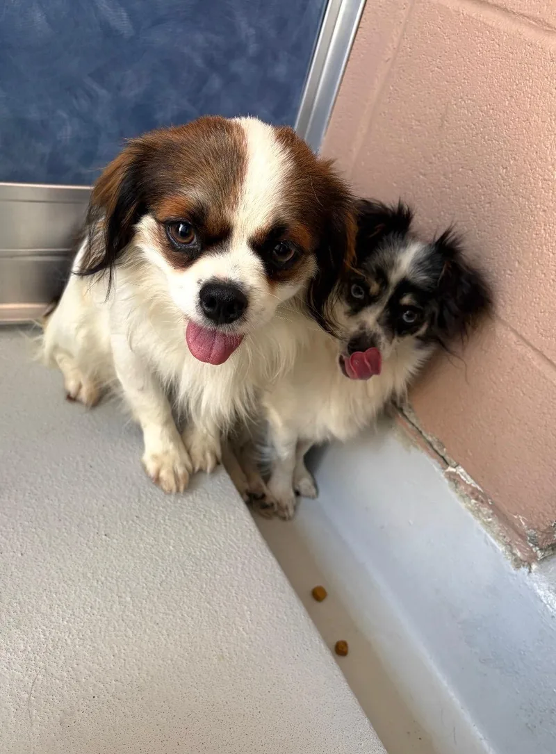 A young small-sized male Shih Tzu dog named King for adoption in Little Elm, TX