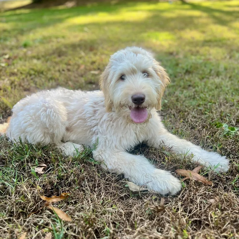 A baby medium-sized female Labradoodle dog named Kaivirginia for adoption in Houston, TX