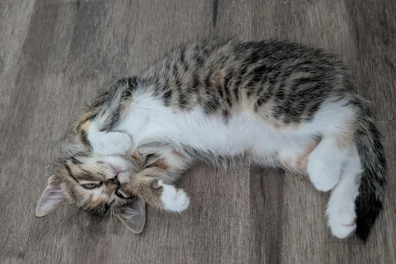 A baby medium-sized female Domestic Short Hair cat named Coco Chanel for adoption in Stewartsville, NJ