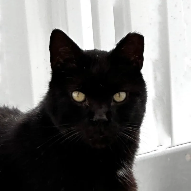An adult small-sized male Black Domestic Short Hair cat named Atreus Wise for adoption in Merrifield, VA