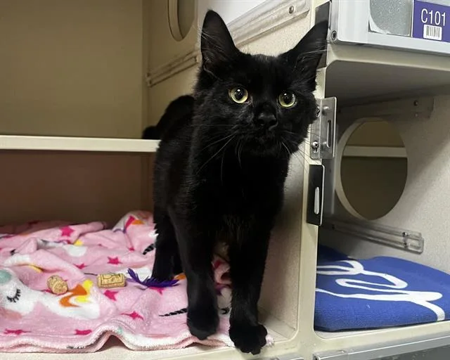 A young small-sized female Domestic Medium Hair cat named Seven for adoption in Denver, CO