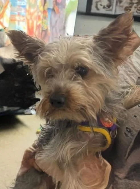 A young small-sized male Brown / Chocolate Yorkshire Terrier dog named Prince for adoption in Ozone Park, NY