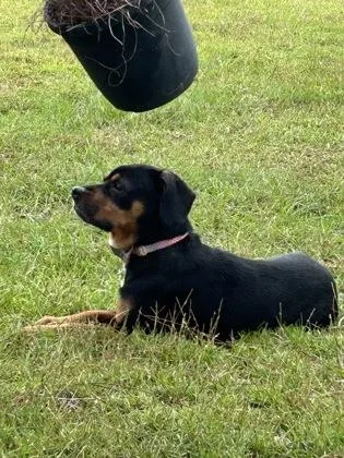 A senior medium-sized female Mixed Breed dog named Nova for adoption in Savannah, GA