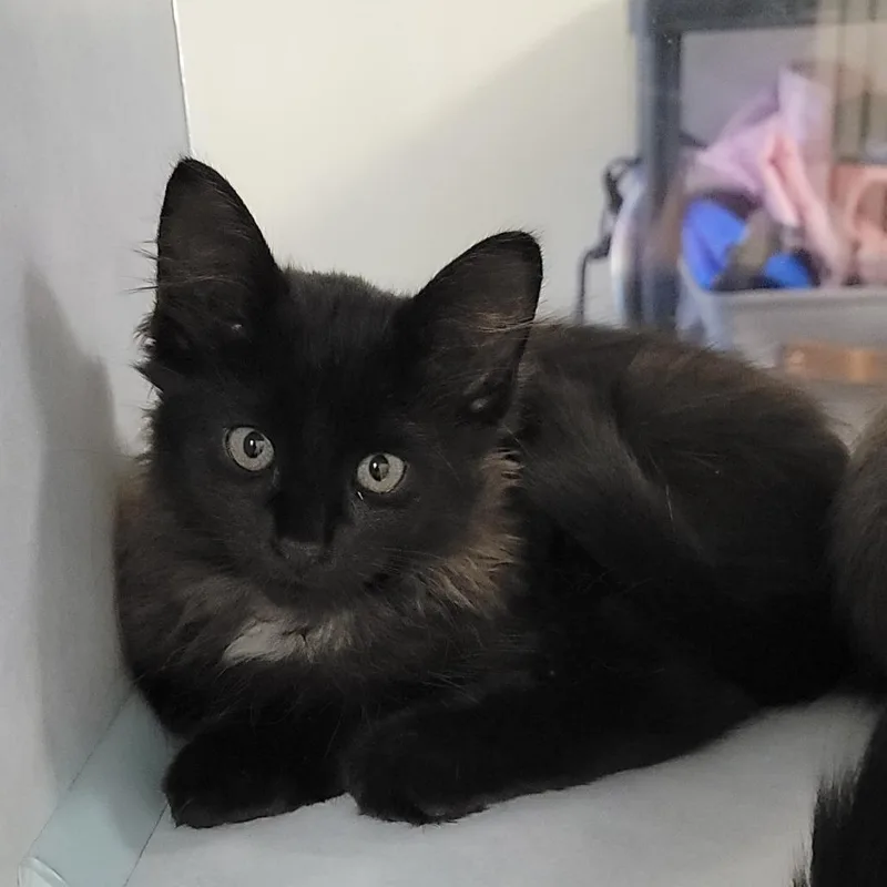 A baby small-sized male Black Domestic Medium Hair cat named Bobby for adoption in Buchanan Dam, TX