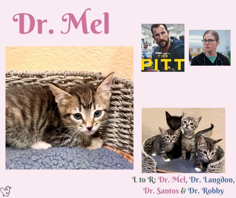 Dr. Mel thumbnail 2