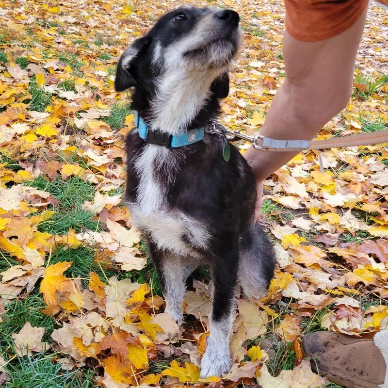 A young medium-sized male Black Mixed Breed dog named Grogu for adoption in Buffalo, MN