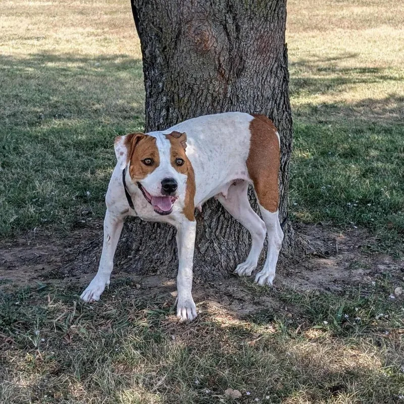 Crackers thumbnail 2