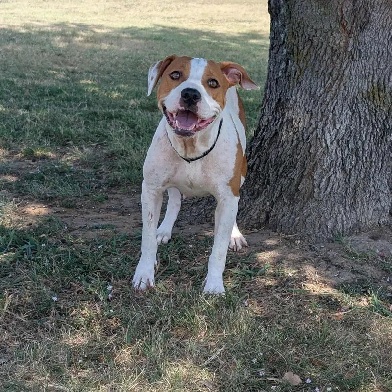 Crackers thumbnail 3