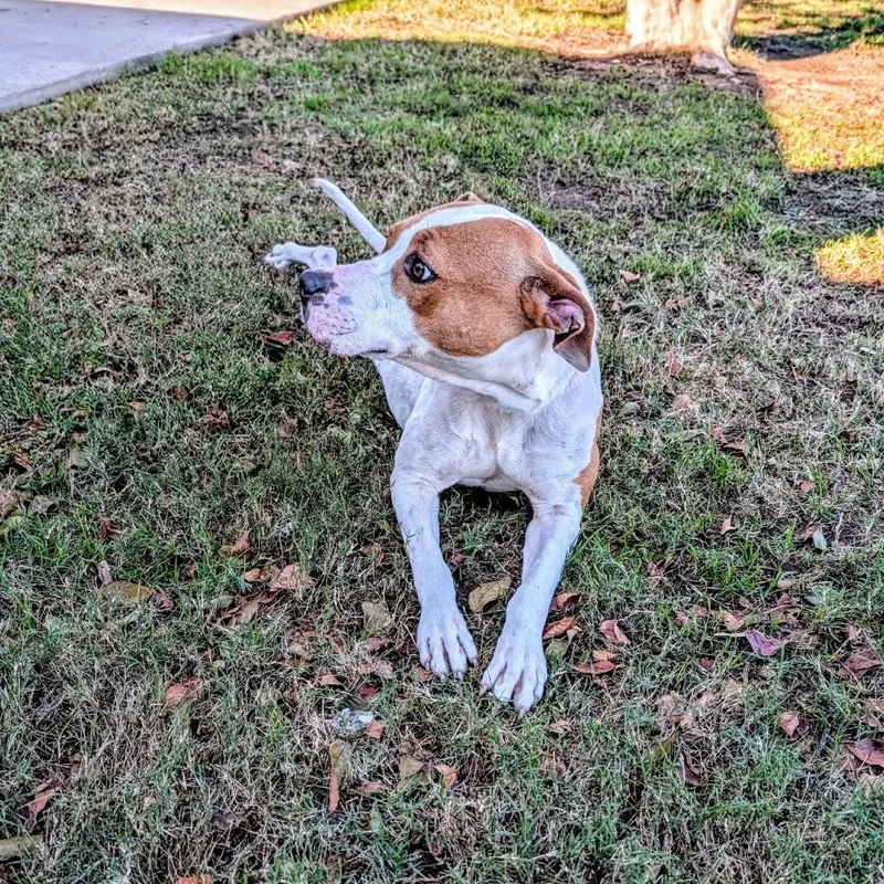 Crackers thumbnail 4