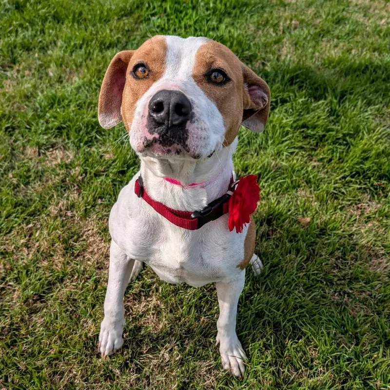 Crackers thumbnail 5