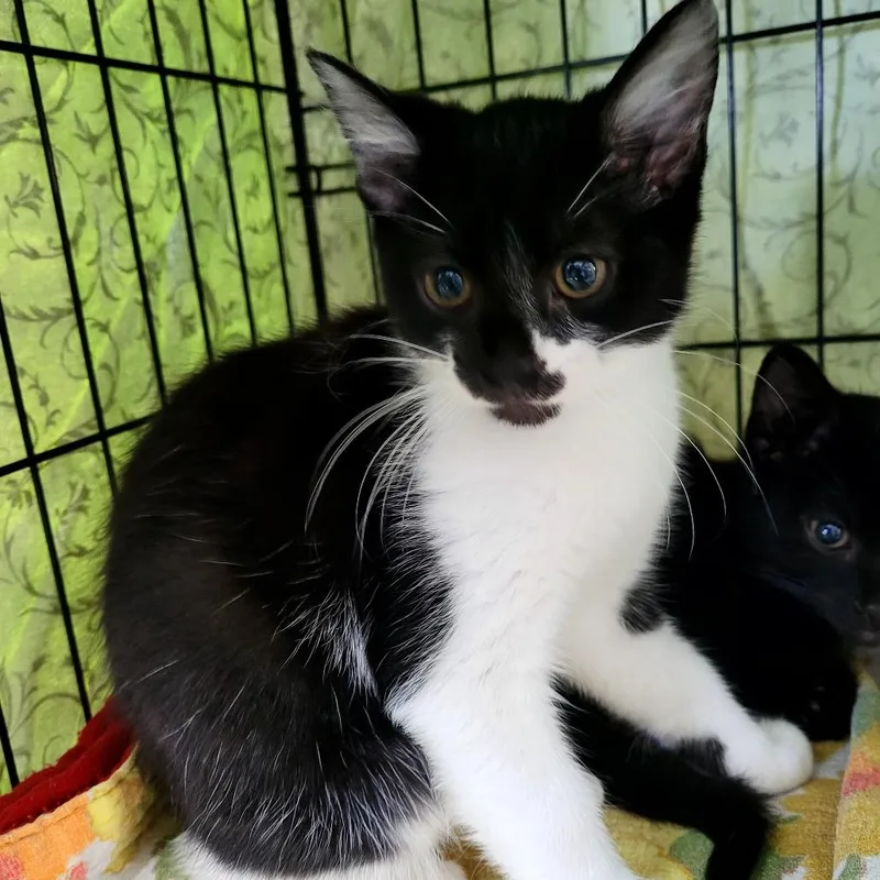 A baby small-sized female Domestic Medium Hair cat named Ariel for adoption in Allyn, WA