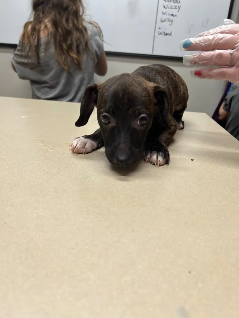 A baby small-sized male Pit Bull Terrier dog named Wisher for adoption in Springfield, TN