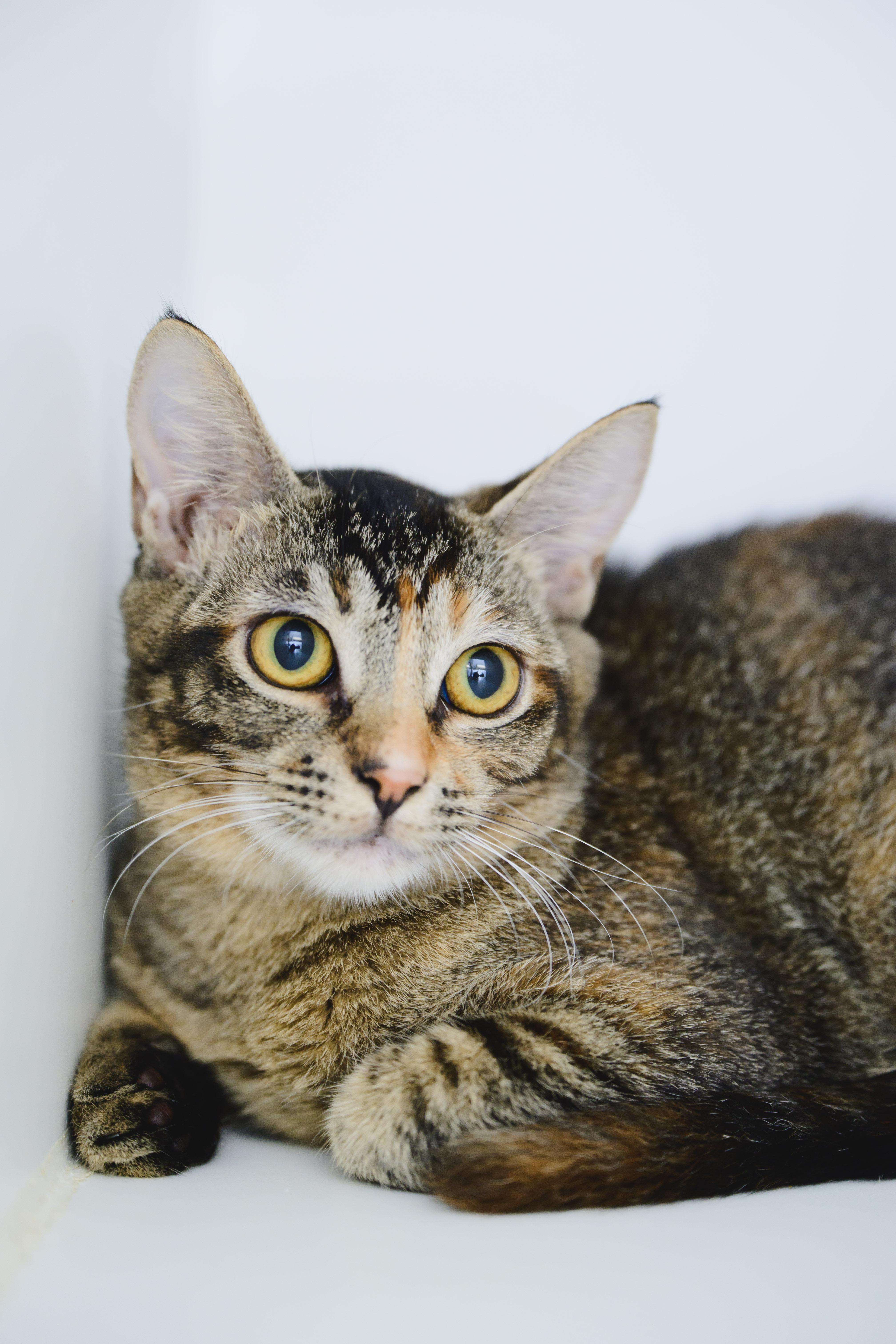 A young small-sized female Domestic Short Hair cat named Firefly for adoption in Honolulu, HI