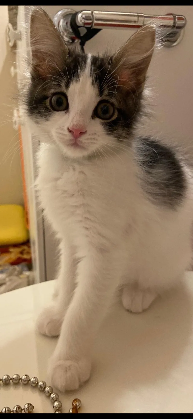 A young medium-sized male Gray & White Domestic Short Hair cat named Burrito for adoption in Scottsdale, AZ