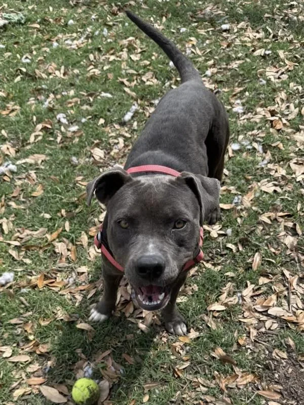A young large-sized female Mixed Breed dog named Chyanne for adoption in Austin, TX