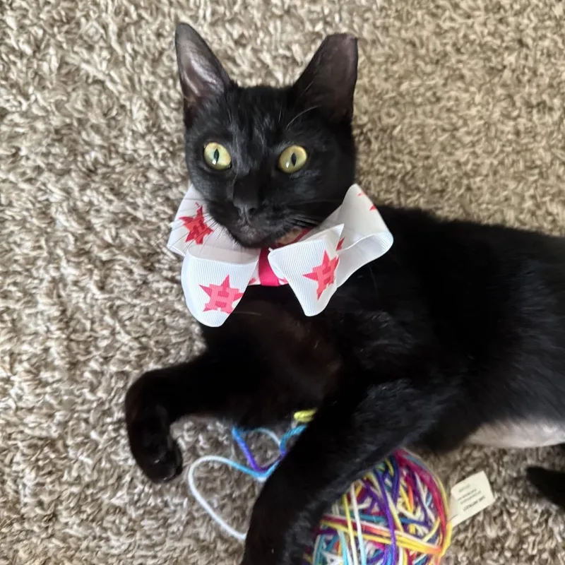 A young small-sized female Black Domestic Short Hair cat named Sabrina for adoption in Santa Fe, TX